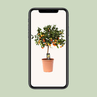 Calamondin aux agrumes - Ø22cm - ↕80cm Everspring