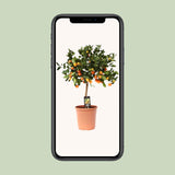 Calamondin aux agrumes - Ø22cm - ↕80cm Everspring