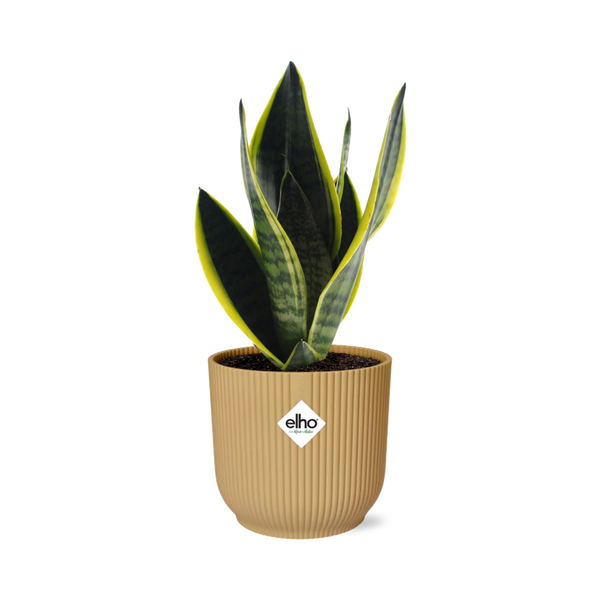 Sansevieria Futura Superba + pot ELHO Vibes Fold jaune 14cm Everspring
