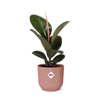 Ficus Elastica ‘Robusta’ + pot ELHO Vibes Fold 14 cm rose Everspring