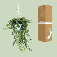 Hedera Wonder Vert - Ø24cm - ↕70cm Everspring