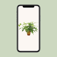 Monstera Minima - Ø15cm - ↕25cm Everspring