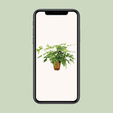 Monstera Minima - Ø15cm - ↕25cm Everspring