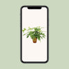 Monstera Minima - Ø15cm - ↕25cm Everspring