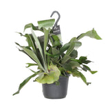 Platycerium Bifurcatum - Ø17cm - ↕30cm Everspring