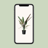 Alocasia Lauterbachiana - Ø19cm - ↕80cm Everspring