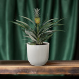 Bromélia Ananas - Ø12cm - ↕30cm Everspring