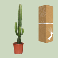 Euphorbia Acrurensis - Ø17cm - ↕50cm Everspring