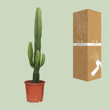 Euphorbia Acrurensis - Ø17cm - ↕50cm Everspring