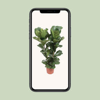 Ficus Lyrata - Ø27cm - ↕100cm Everspring