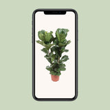 Ficus Lyrata - Ø27cm - ↕100cm Everspring