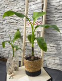 Musa Basjoo - Ø15cm - ↕50cm Everspring