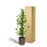 Ficus microcarpa Moclame - Ø21cm - ↕95cm + pot Mayk Lead Everspring