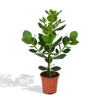 Clusia Rosea Princesse - Ø17cm - ↕60cm Everspring