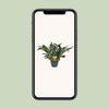 Platycerium Bifurcatum - Ø21cm - ↕50cm Everspring