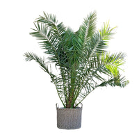 Phénix Canariensis - 300cm - ø50 Everspring