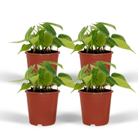 Philodendron Scandens Brasil - 4 pièces - Ø12cm - ↕15cm Everspring