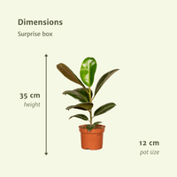 Boîte surprise - Ø12cm - ↕25cm - x6 Everspring