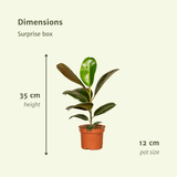 Boîte surprise - Ø12cm - ↕25cm - x6 Everspring