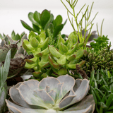 Mélange de plantes succulentes - 9 pièces - 10 cm - Ø8,5 Everspring