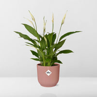 Spathiphyllum 12 cm Torelli + pot  ELHO Vibes Fold 14 cm rose Everspring