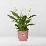 Spathiphyllum 12 cm Torelli + pot  ELHO Vibes Fold 14 cm rose Everspring