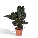 Calathea Ornata - Ø19cm - ↕75cm Everspring