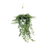Hedera Wonder Vert - Ø24cm - ↕70cm Everspring
