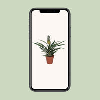 Bromélia Ananas - Ø12cm - ↕30cm Everspring