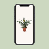 Bromélia Ananas - Ø12cm - ↕30cm Everspring