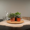 Mélange de plantes succulentes - 18 pièces - 10 cm - Ø8,5 Everspring