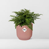 Asplenium Parvati + pot ELHO Vibes Fold 14 cm rose Everspring