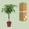 Pachira Aquatica - Ø24cm - ↕120cm Everspring