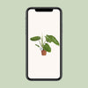 Philodendron José Buono - Ø15cm - ↕45cm Everspring