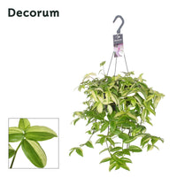 Tradescantia Yellow Hill - Ø17cm - ↕40cm Everspring