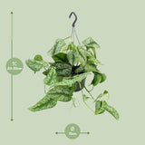 Scindapsus Pictus Trebie - Ø15cm - ↕25cm Everspring