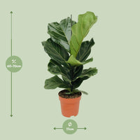 Ficus Lyrata - Ø17cm - ↕75cm Everspring