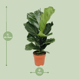 Ficus Lyrata - Ø17cm - ↕75cm Everspring