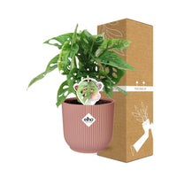 Monstera « Monkey Leaf » + pot ELHO Vibes Fold 14 cm rose Everspring