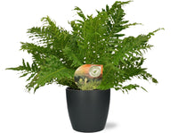 Blechnum Silver Lady - Ø17cm - ↕50cm + Pot Brussels D18x17cm - anthracite Everspring