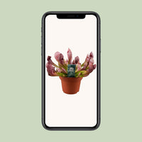 Sarracenia Scarlet Belle - Ø12cm - ↕40cm Everspring