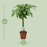 Pachira Aquatica - Ø24cm - ↕120cm Everspring