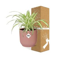 Chlorophytum Comosum Variegatum + pot ELHO Vibes Fold 14 cm rose Everspring