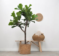 Panier Basket Jack - 30x27 Everspring