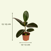 Boîte MIX de plantes pour extérieur - Ø12cm - 10x Everspring
