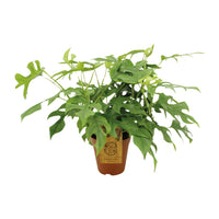 Monstera Minima - Ø15cm - ↕25cm Everspring