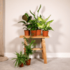 Boîte surprise - Ø12cm - ↕25cm - x6 Everspring