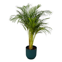 Palmier d'arec - ↨130cm - Ø24cm i+ pot Elho Vibes Fold rond bleu D30xH27 Everspring