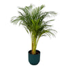 Palmier d'arec - ↨130cm - Ø24cm i+ pot Elho Vibes Fold rond bleu D30xH27 Everspring