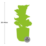 Ficus Lyrata ‘Bambino’ + pot ELHO Vibes Fold 14 cm rose Everspring